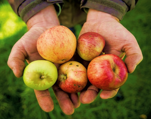 Groupe de pommes